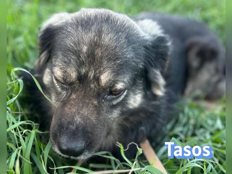 Tasos, 01/22 - durch Menschen verlor er sein Augenlicht