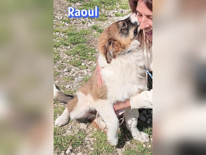 Raoul - verschmust, verspielt, anhänglich