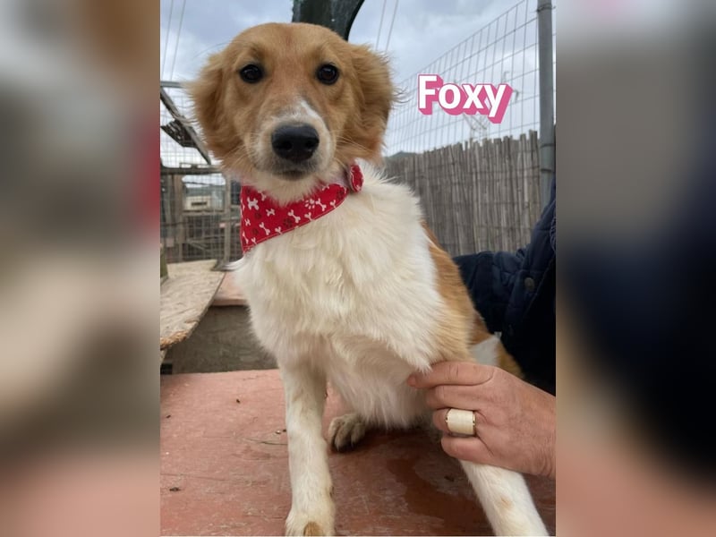 Foxy - verschmust, verspielt, anhänglich