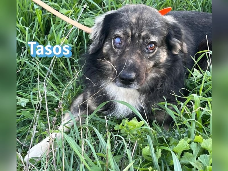 Tasos, 01/22 - durch Menschen verlor er sein Augenlicht