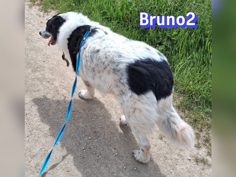 Bruno2, 10/17 - gemütlicher Senior wartet in 85276 Pfaffenhofen a. d. Ilm