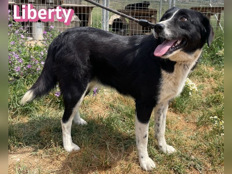 Liberty, 09/21 - treue Hündin sucht ihre Menschen