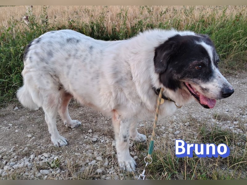 Bruno2, 10/17 - gemütlicher Senior wartet in 86685 Huisheim