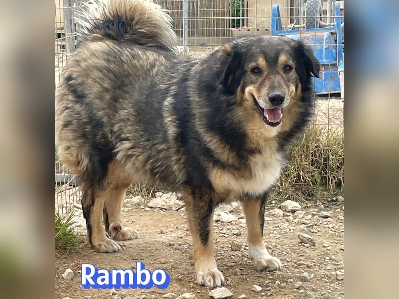 Rambo 01/22 - aktives Moppelchen sucht Diätpartner