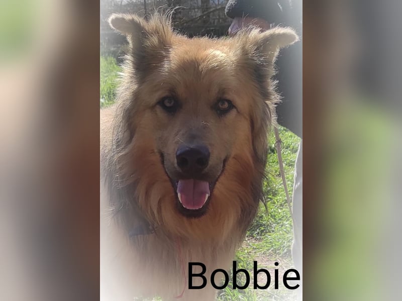 Bobbie - lebensfroher Kämpfer sucht sein Zuhause