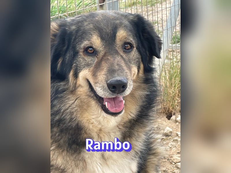 Rambo 01/22 - aktives Moppelchen sucht Diätpartner