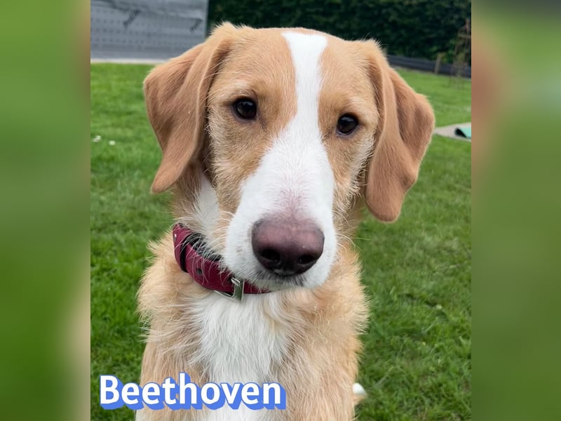 Beethoven, 10/25 - sportlicher Herzenshund sucht Für-immer-Zuhause