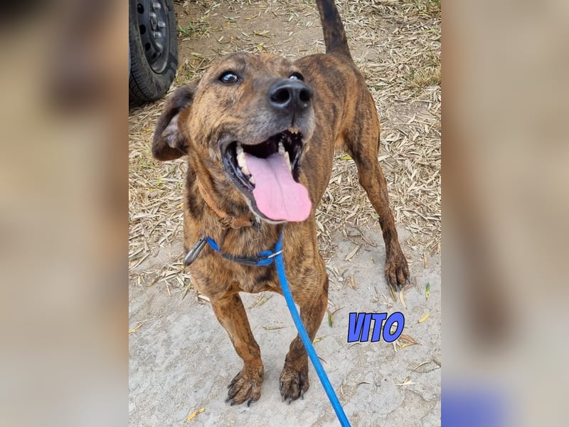 Vito, 10/24 - lieber Eyecatcher sucht Familie