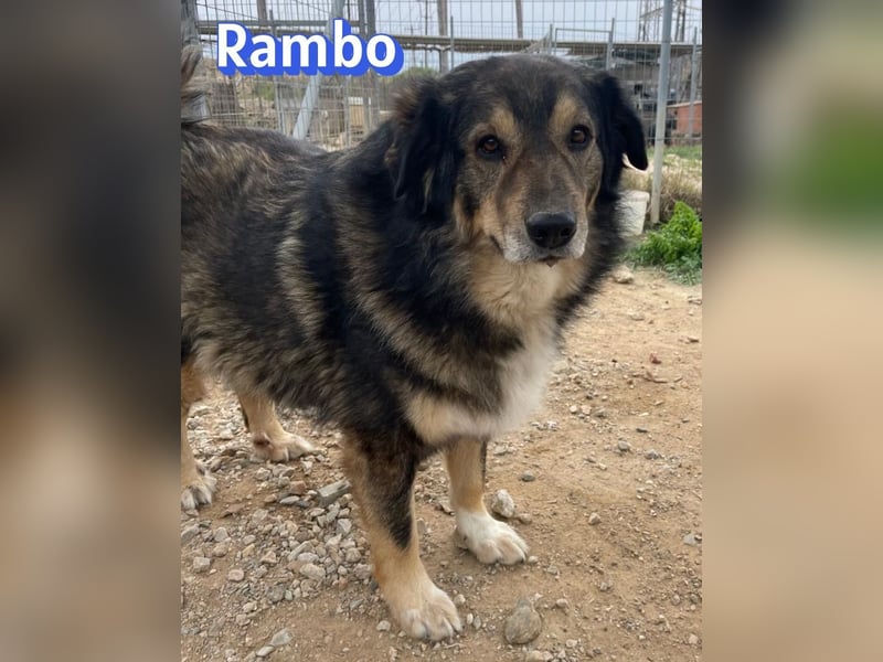 Rambo 01/22 - aktives Moppelchen sucht Diätpartner