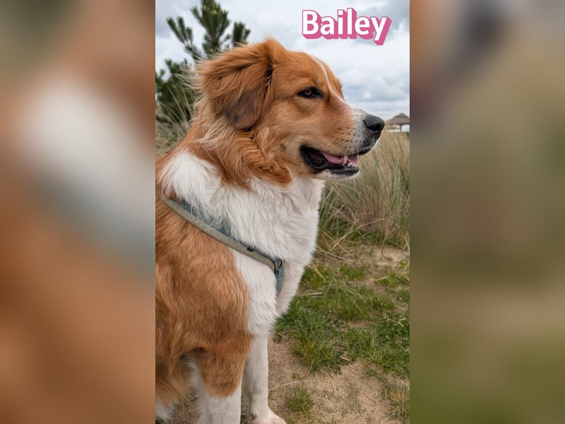 Bailey 04/24 - charakterstarke Hündin sucht neues Zuhause