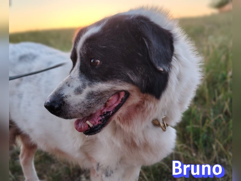 Bruno2, 10/17 - gemütlicher Senior wartet in 86685 Huisheim