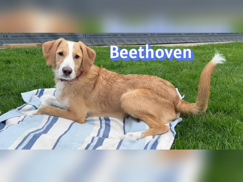 Beethoven, 10/25 - sportlicher Herzenshund sucht Für-immer-Zuhause