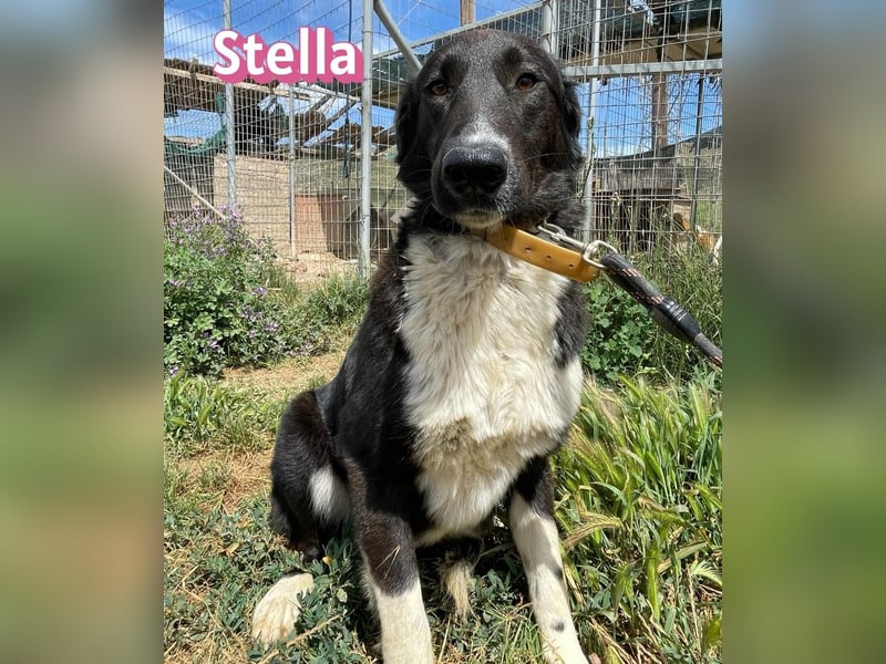 Stella, 01/24 - schüchterne Maus sucht Familie