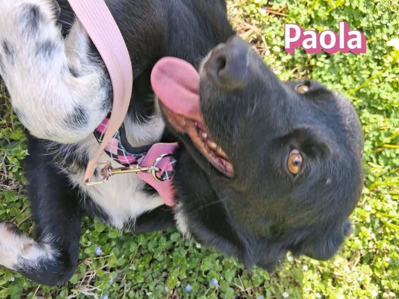 Paola - Ein Hund für Strandspaziergänge