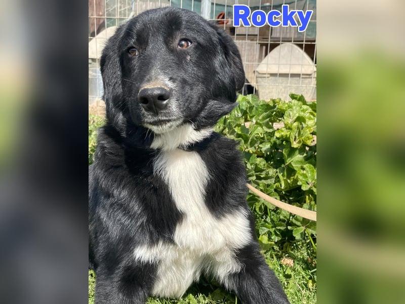 Rocky - schüchterner Bub sucht ein "Für immer" Körbchen