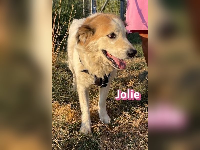 Jolie, 08/24 - ruhige Begleiterin sucht ihre Menschen