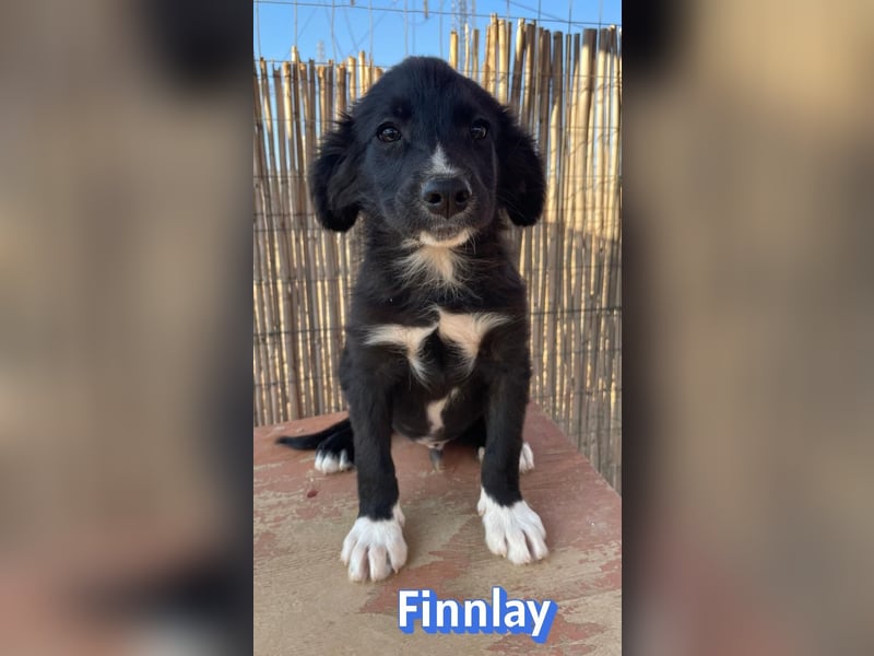 Finnlay, 05/26 - Schwarzköpfchen sucht Familie