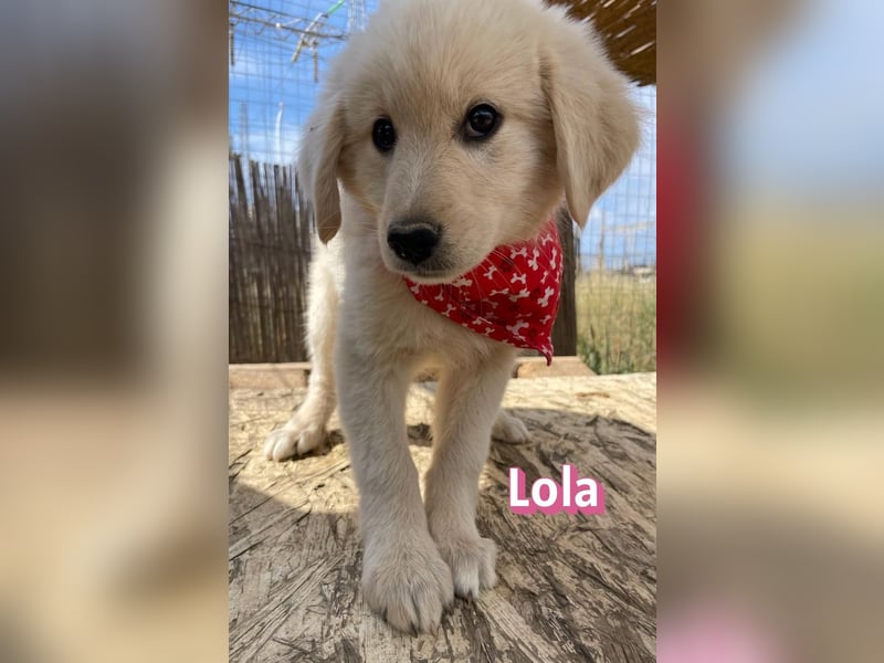 Lola, 02/26 - Wuschelchen sucht Körbchen