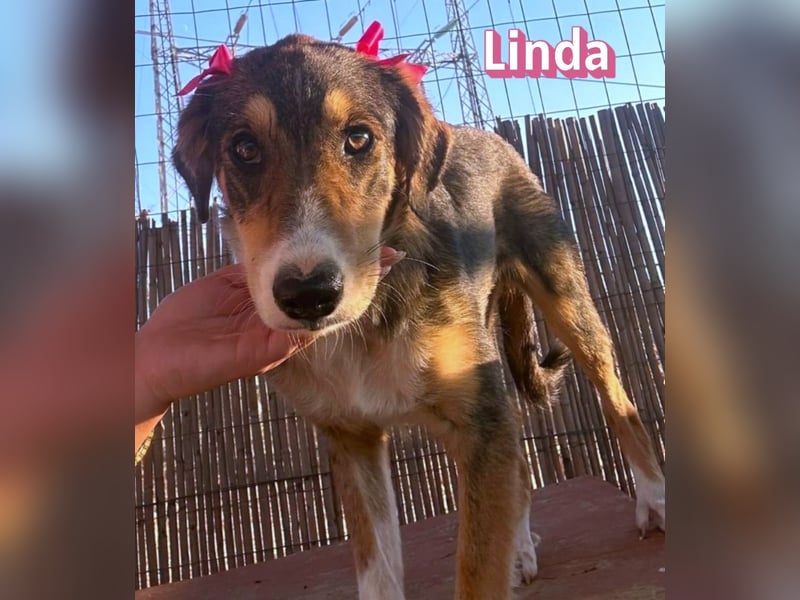Linda, 03/26 - bezaubrendes Mädel sucht Familie