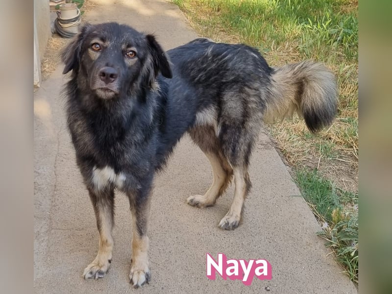 Naya, 11/24 - sportlicher Wuschel sucht Familie