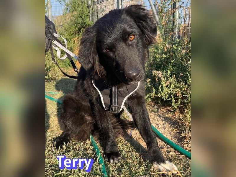 Terry, 09/24 - ruhiger Schatz sucht Familie