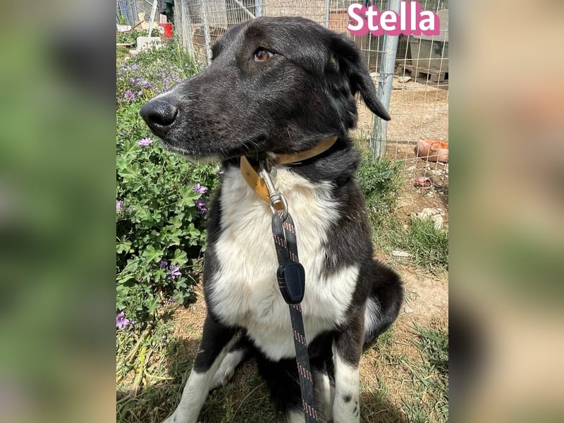 Stella, 01/24 - schüchterne Maus sucht Familie