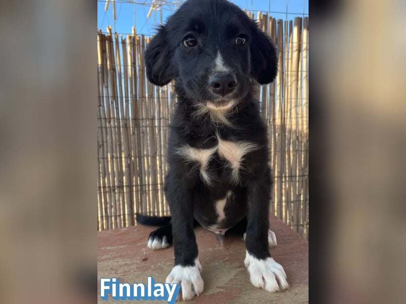 Finnlay, 05/26 - Schwarzköpfchen sucht Familie