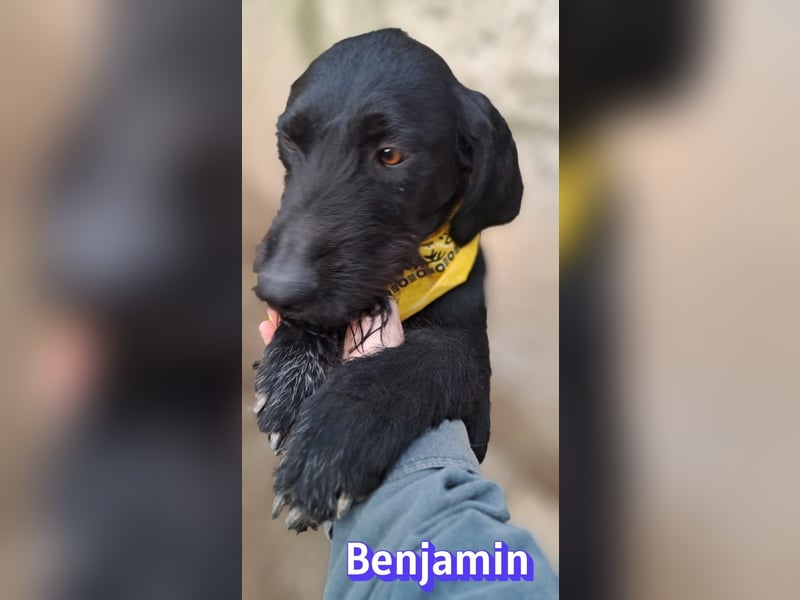 Benjamin - Verlorenes Herz sucht sein Glück