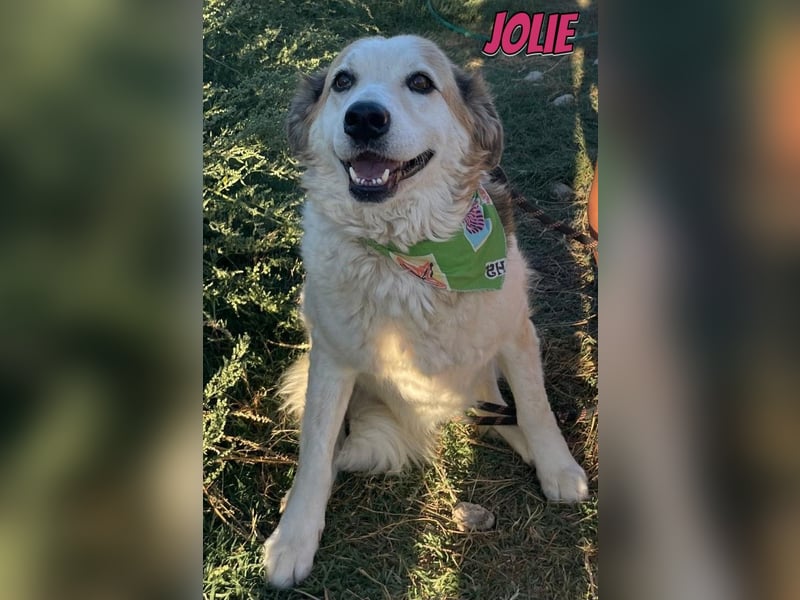 Jolie, 08/24 - süßes Mädel wartet auf ihre Menschen