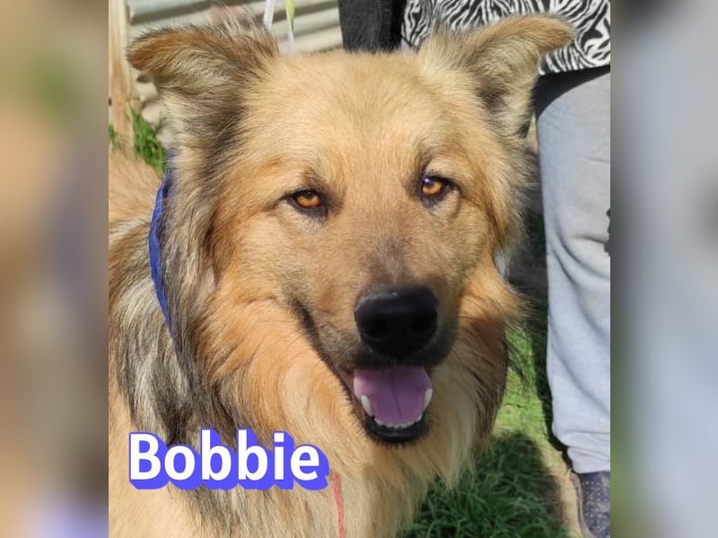Bobbie - lebensfroher Kämpfer sucht sein Zuhause