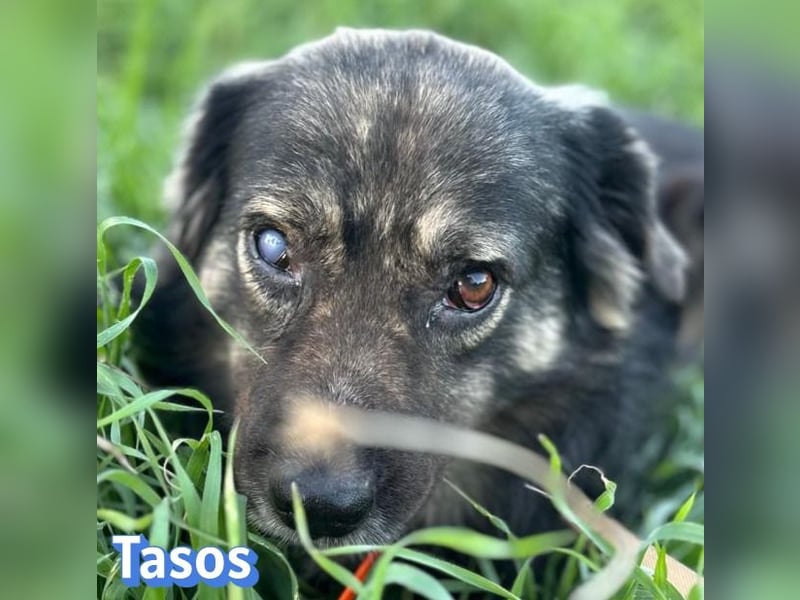 Tasos, 01/22 - durch Menschen verlor er sein Augenlicht