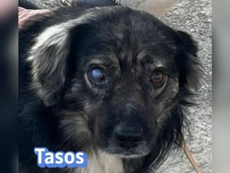 Tasos, 01/22 - durch Menschen verlor er sein Augenlicht