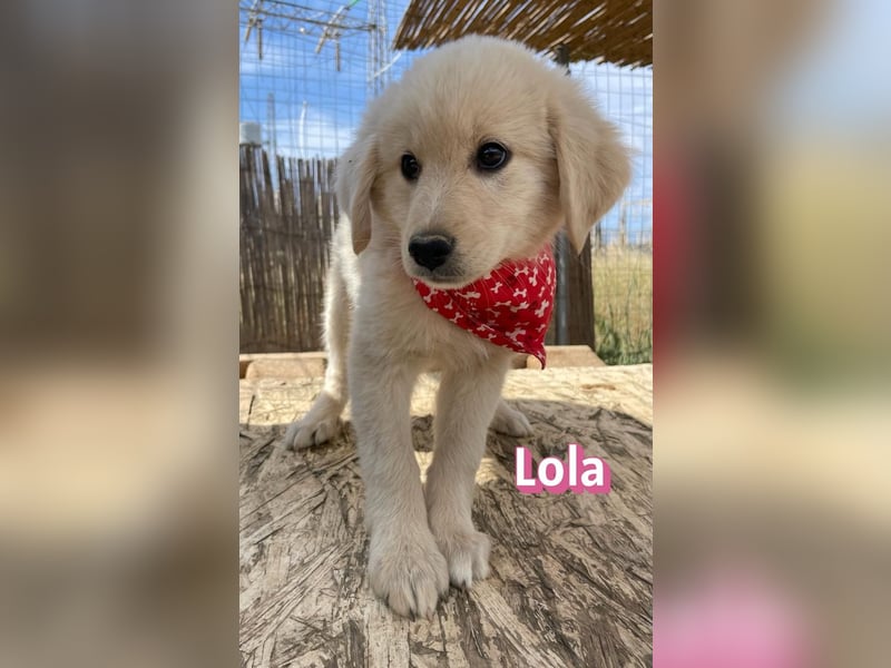 Lola, 02/26 - Wuschelchen sucht Körbchen