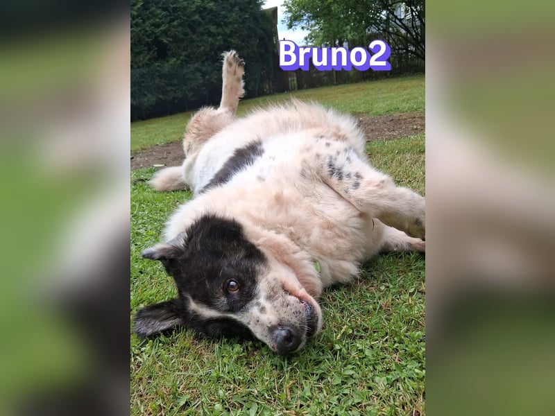 Bruno2, 10/17 - gemütlicher Senior wartet in 85276 Pfaffenhofen a. d. Ilm