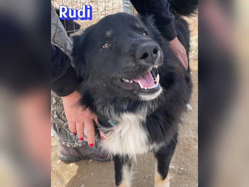 Rudi - Wuschelchen sucht Kuschelkörbchen