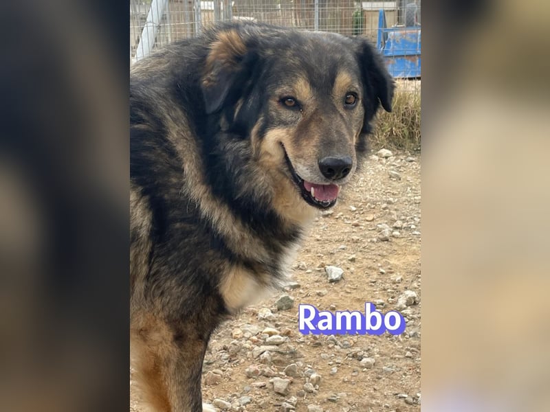 Rambo 01/22 - aktives Moppelchen sucht Diätpartner