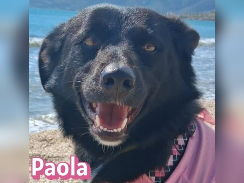 Paola - Ein Hund für Strandspaziergänge