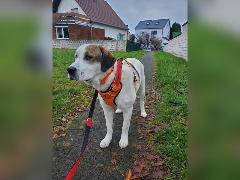 Max - verspielt, verschmust und neugierig