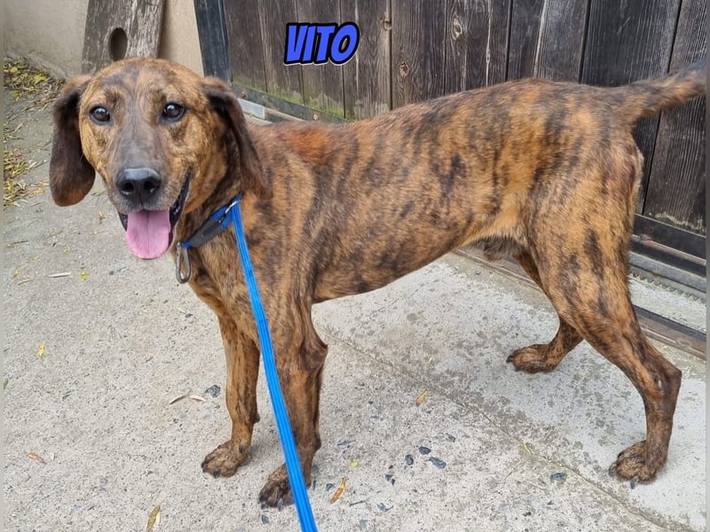 Vito, 10/24 - lieber Eyecatcher sucht Familie