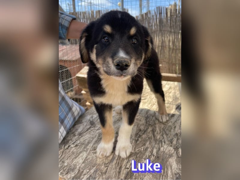 Luke, 02/26 - hübscher Kerl sucht Zuhause