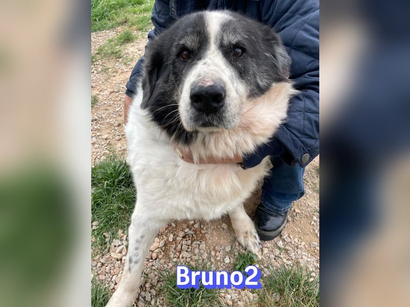 Bruno2, 10/17 - gemütlicher Senior wartet in 85276 Pfaffenhofen a. d. Ilm