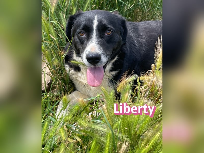 Liberty, 09/21 - treue Hündin sucht ihre Menschen