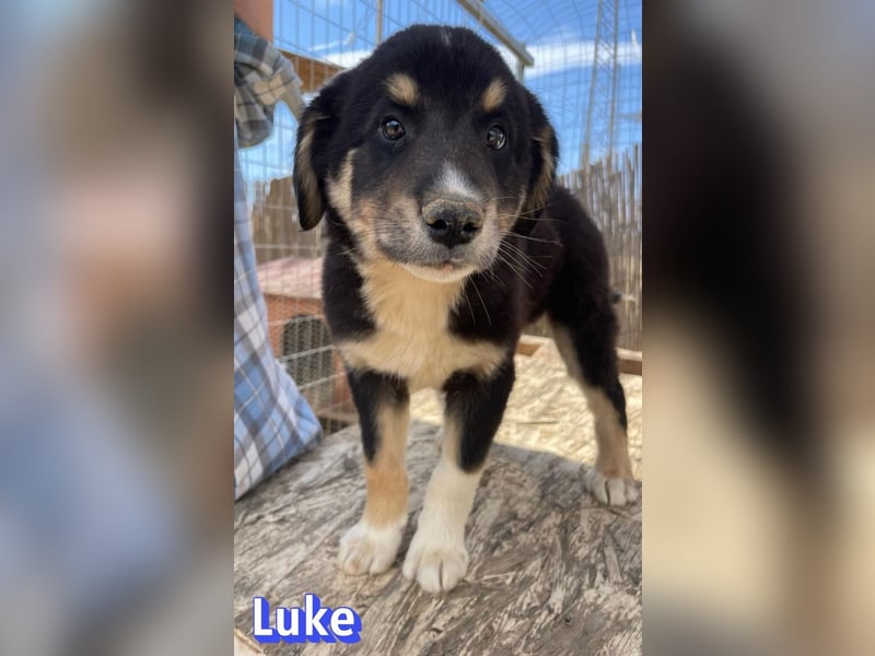 Luke, 02/26 - hübscher Kerl sucht Zuhause