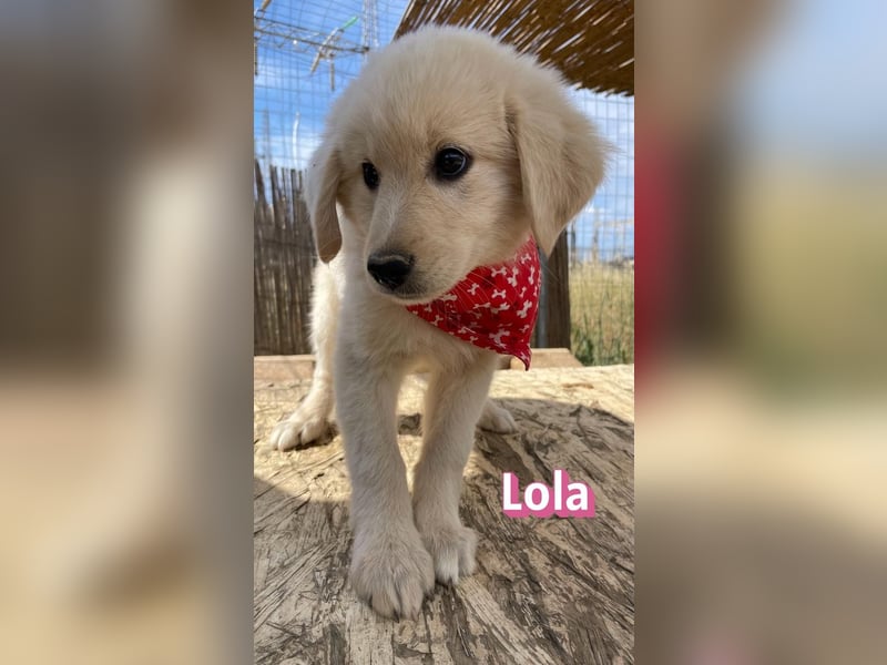 Lola, 02/26 - Wuschelchen sucht Körbchen
