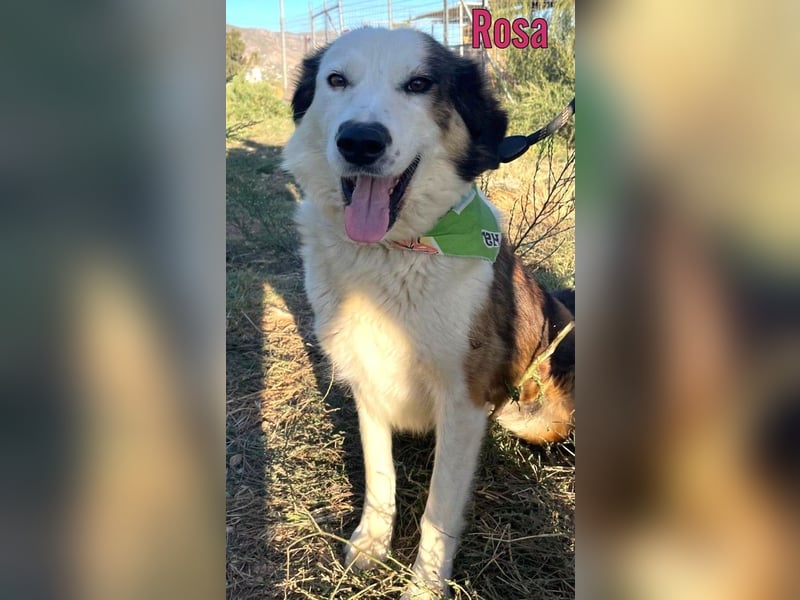 Rosa, 12/23 - sanfte Seele sucht Zuhause