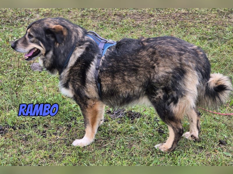 Rambo, 04/22 - ruhiges Bärchen wartet in 91413 Unternesselbach