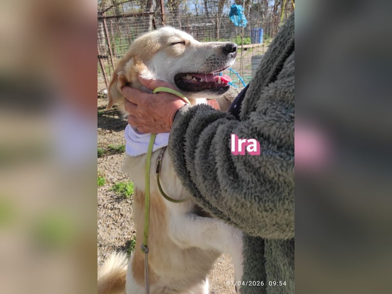 Ira – tapfere kleine Kämpferin sucht ihr Zuhause