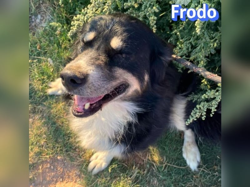 Frodo, 01/24 - Lebensfreude auf 4 Pfoten