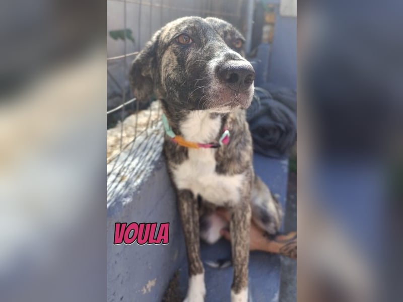 Voula, 10/25 - sanfte Seele sucht Familie