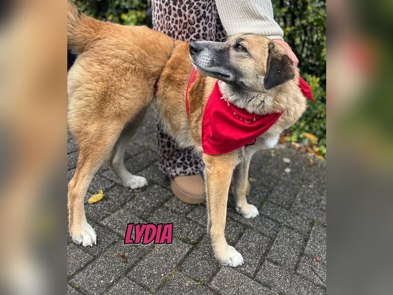 Lydia, 05/23 - tolle Familienhündin wartet in 64756 Mossautal